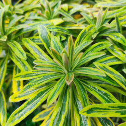 Euphorbia «Ascot rainbow» (Mlječika)