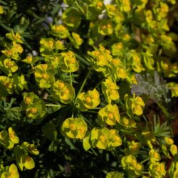Euphorbia cyparissias «Tall boy» (Mlječika)