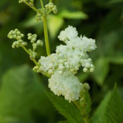 Filipendula ulmaria «Flore pleno» (Končara)