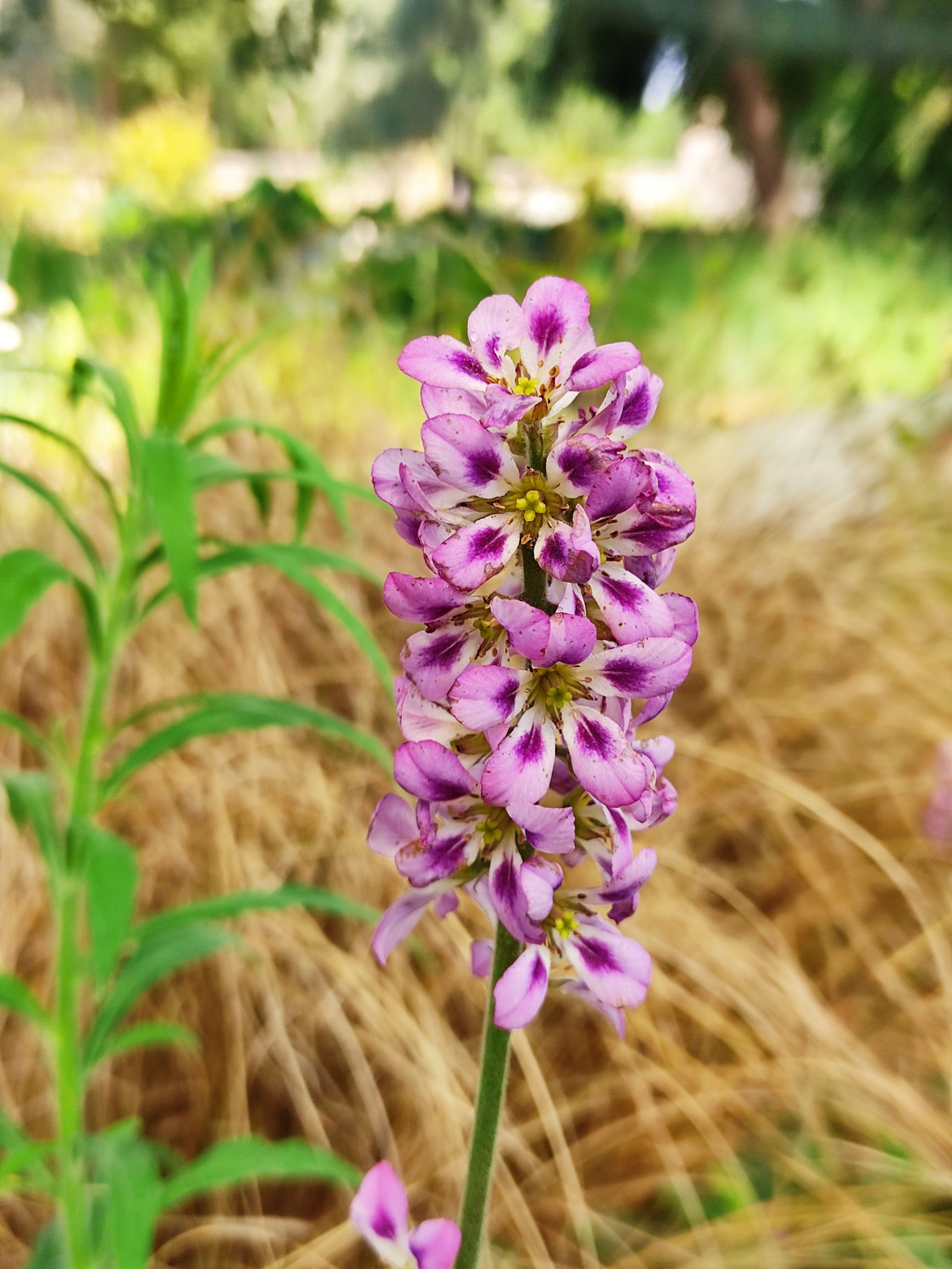 Francoa appendiculata