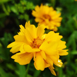 Heliopsis scabra «Golden doubles hybrids» (Sunčanica)