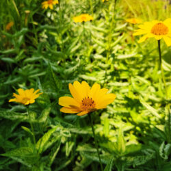Heliopsis heliantoides scabra «Sunburst» (Sunčanica)