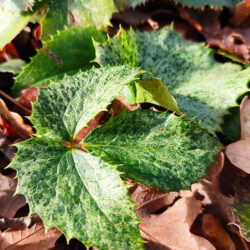 Helleborus corsicus «Pacific frost» (Kukurijek)