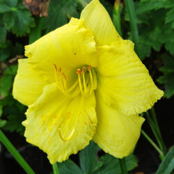 Hemerocallis «Fragrant reflections» (Graničica)