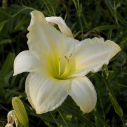Hemerocallis «Ice carnaval» (Graničica)