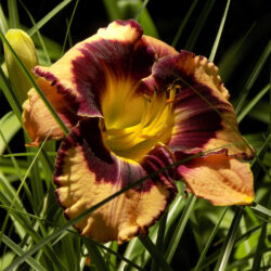Hemerocallis «Rock solid» (Graničica)
