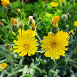 Hieracium villosum (Runjika)