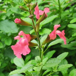 Salvia microphylla «Heatwave blast»  (Grmolika kadulja)