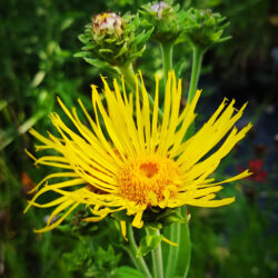 Inula helenium (Oman)