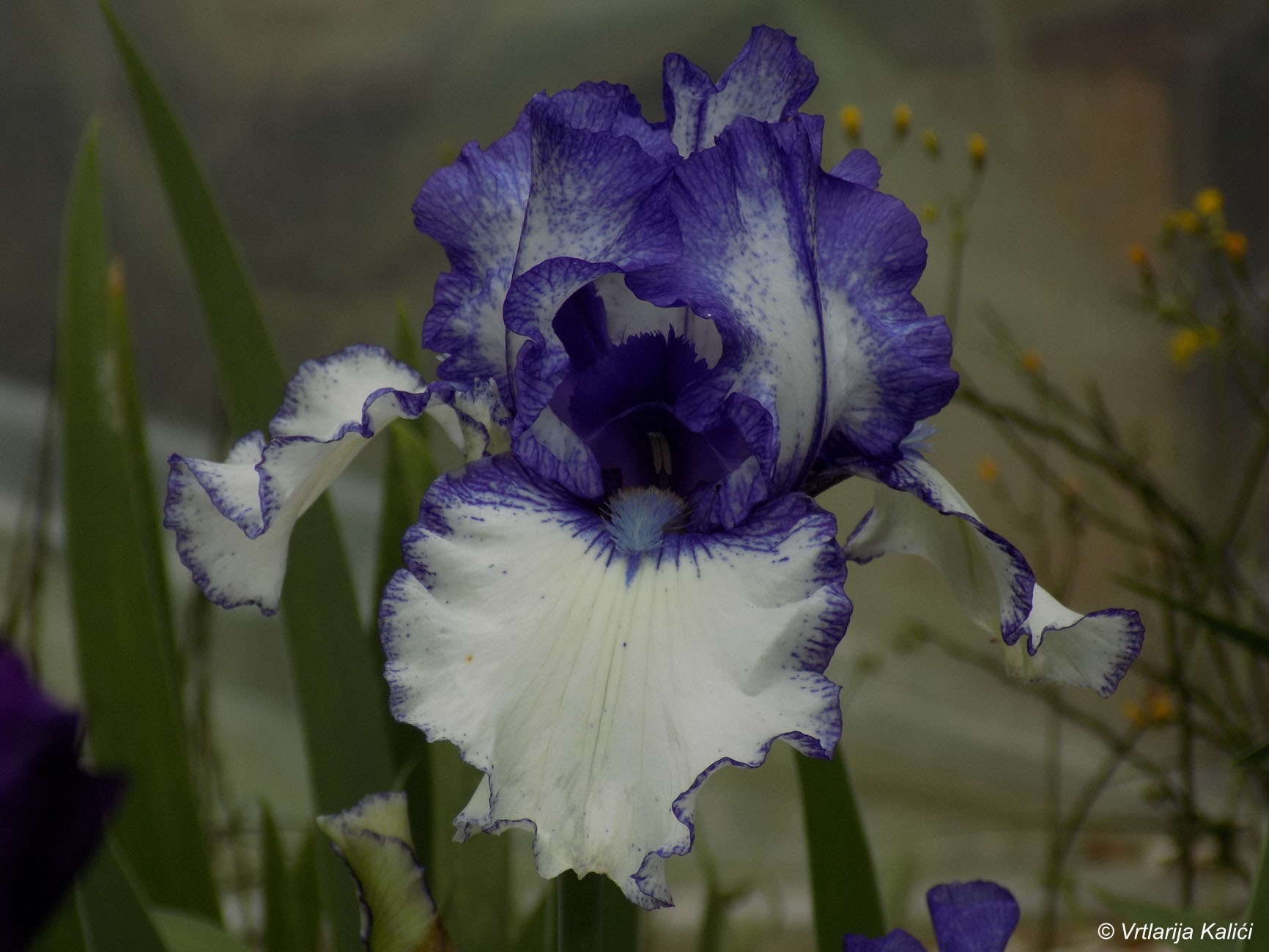Orinoco flow (Bartlett 1993) (Visoka perunika, TB)