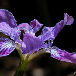 Iris milesii  (Perunika)