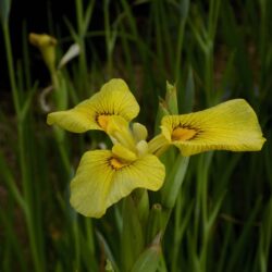 Iris pseudata «Chance beauty»