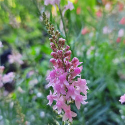 Linaria purpurea «Rosea»