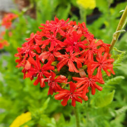 Lychnis chalcedonica (Rumenika)
