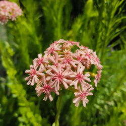 Lychnis chalcedonica «Rosea» (Rumenika)