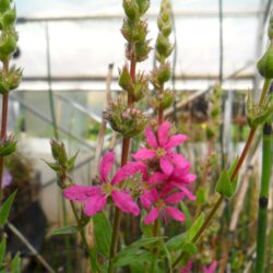 Lythrum salicaria «Lady Sackville»  (Vrbica)