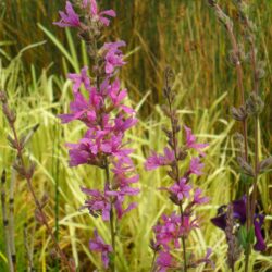Lythrum salicaria «Zigeunerblut» (Vrbica)