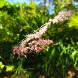 Melinis nerviglumis «Savannah»