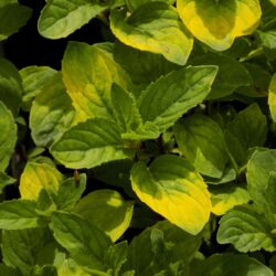 Mentha x gracilis «Ginger» (M. x gentilis, cardiaca) (Metvica)