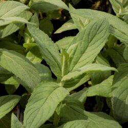 Mentha longifolia (Metvica)