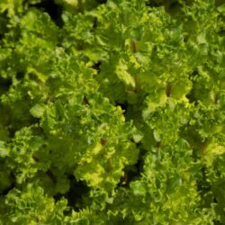 Mentha spicata «Crispa» (Metvica)