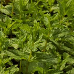 Mentha spicata (Metvica)