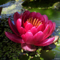 Nymphaea «Perrys baby red» (Lopoč)
