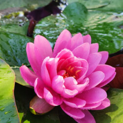 Nymphaea «Perrys fire opal» (Lopoč)
