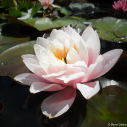 Nymphaea «Peter Slocum» (Lopoč)