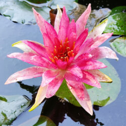 Nymphaea «Red spider» (Lopoč)