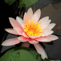 Nymphaea «Rosennymphe» (Lopoč)