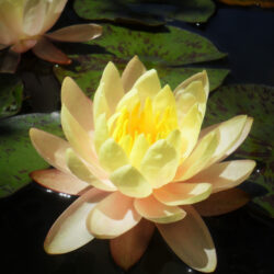 Nymphaea «Texas dawn» (Lopoč)
