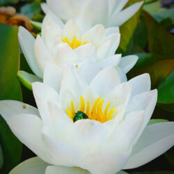 Nymphaea «Virginalis» (Lopoč)