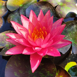 Nymphaea «Wanvisa» (Lopoč)