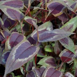 Persicaria «Kalići’s Colorshifter»  (Dvornik)