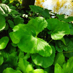 Petasites hybridus «Female clone»  (Lopuh)