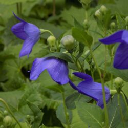 Platycodon grandiflorus (Balončić)