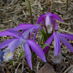 Pleione formosana