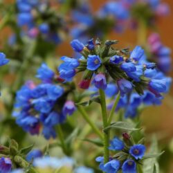 Pulmonaria «E.B. Anderson» (Plučnjak)