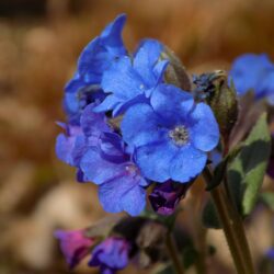 Pulmonaria angustifolia «Blue Ensign» (Plučnjak)