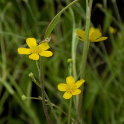Ranunculus flammula (Žabnjak)