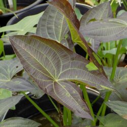 Sagittaria australis «Benni»  (Strelica)