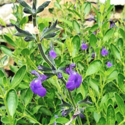 Salvia greggii «Blue note» (Grmolika kadulja)