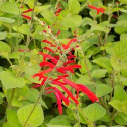 Salvia elegans (Grmolika kadulja)