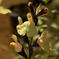 Salvia greggii «Yellow peach» (Grmolika kadulja)