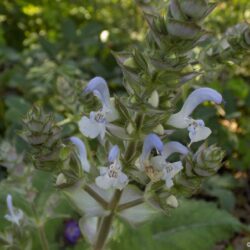 Salvia moorcroftiana (Kadulja)