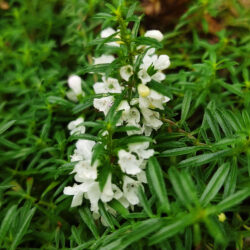 Satureja spicigera (Čubar)