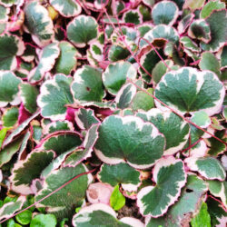Saxifraga stolonifera «Tricolor» (Kamenika)