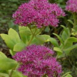 Sedum «Rosenteller» (spectabile) (Visoki žednjak)