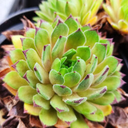 Sempervivum hybridum «Devil’s touch» (Čuvarkuća)